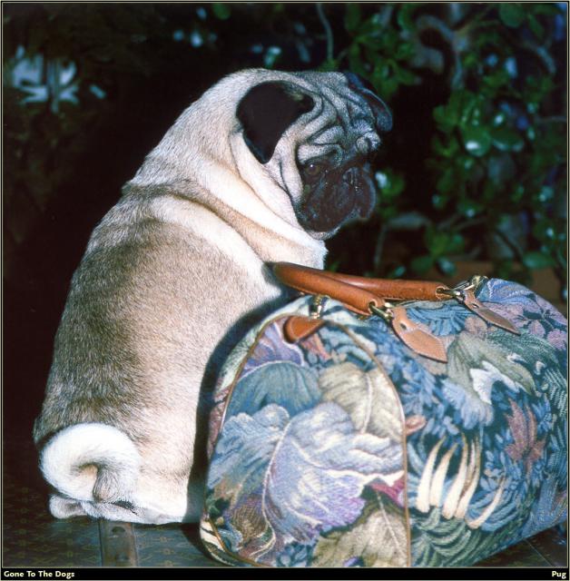 Pug_01