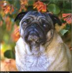 Pug_02