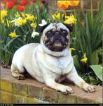 Pug_05