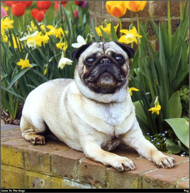 Pug_05