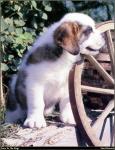 Saint_Bernard_01