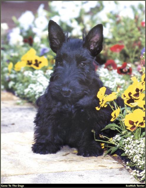 Scottish_Terrier_01