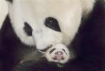 Animals_152