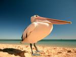 Birds_026
