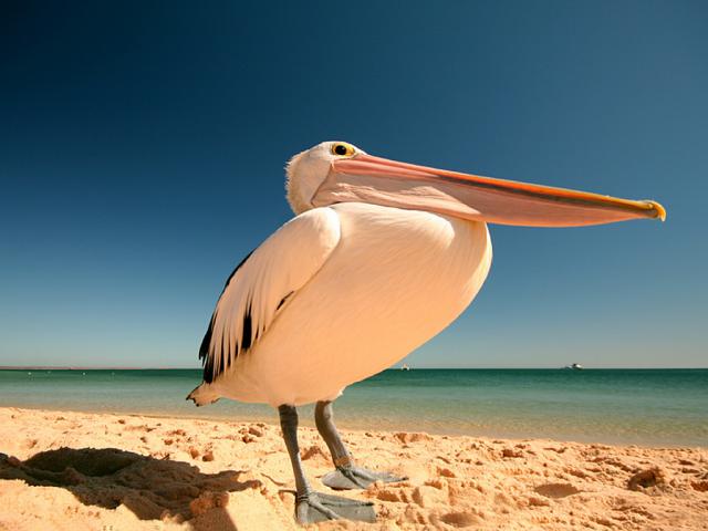 Birds_026