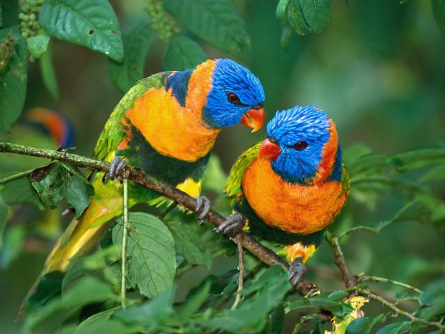 Birds_027