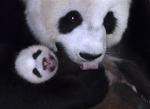 Animals_155