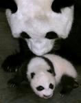 Animals_156