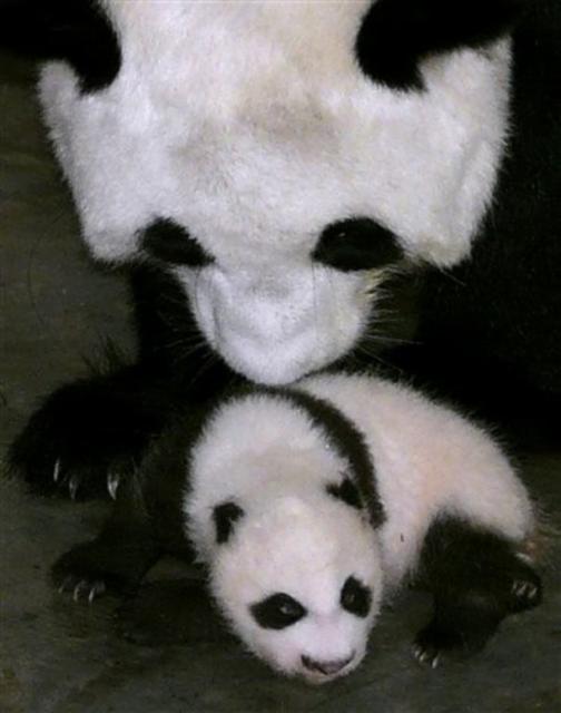 Animals_156