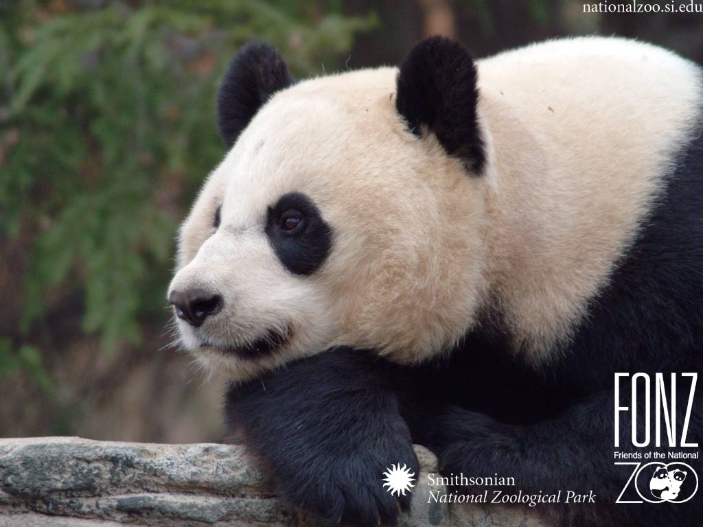 Animals_159