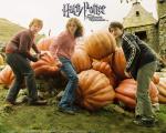 POA-Pumpkins