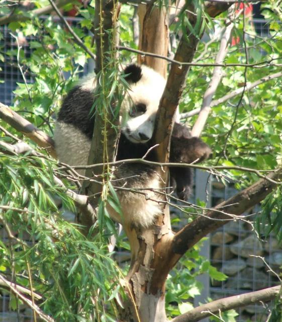 Animals_165