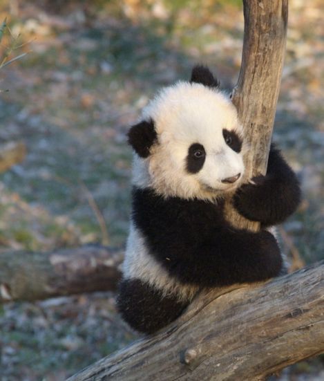 Animals_170