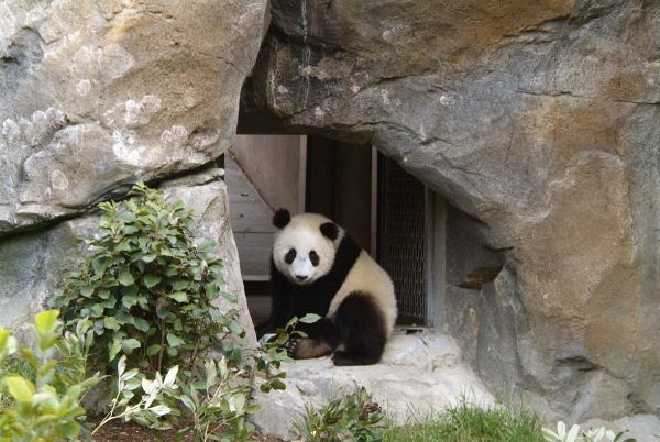Animals_171