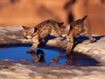 Cougar_Cubs
