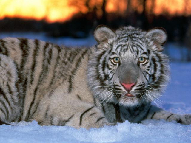 Tiger_20