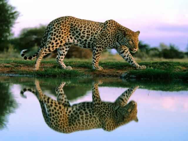 Tiger_22