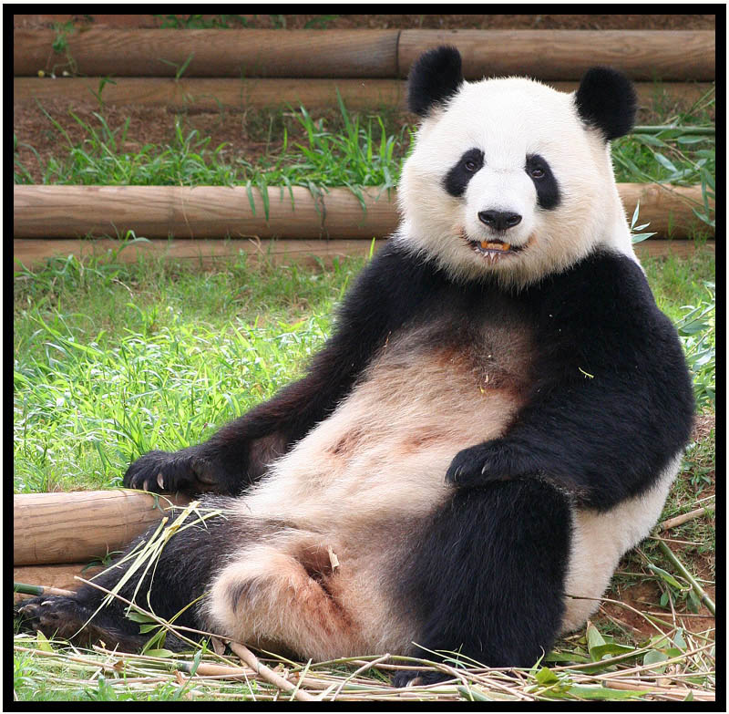 Animals_174