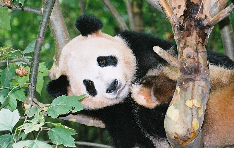 Animals_176