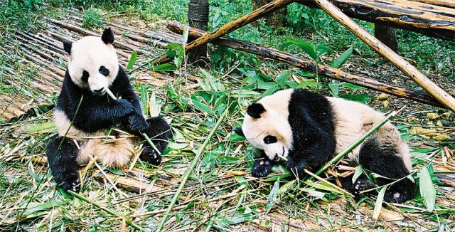 Animals_177