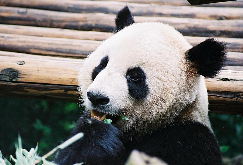 Animals_179