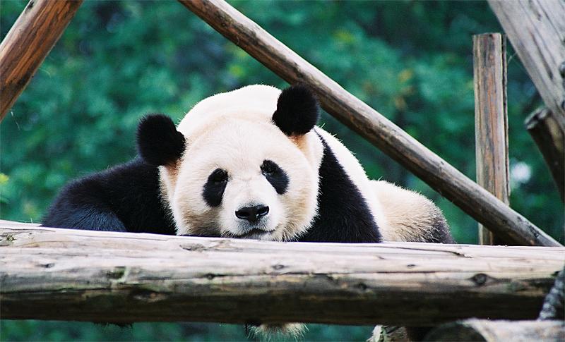 Animals_180