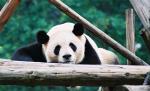 Animals_180