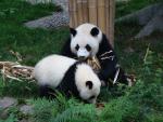 Animals_182