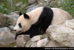 Animals_184