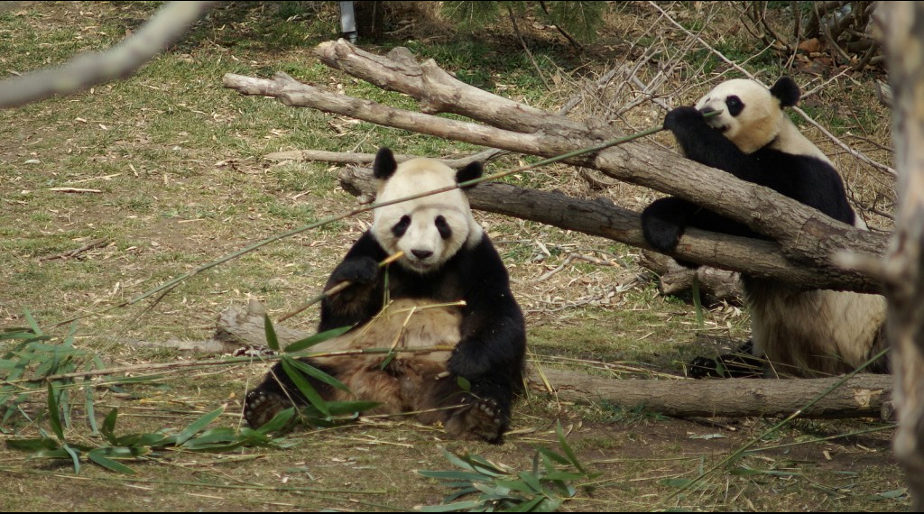 Animals_186