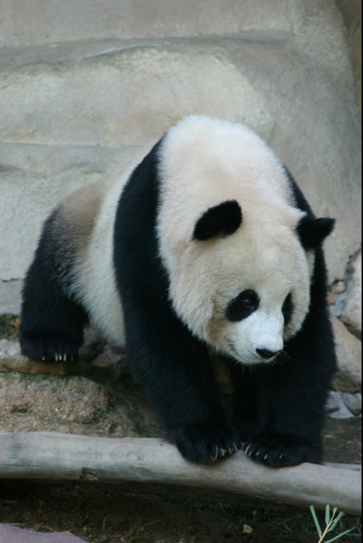 Animals_188