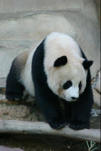 Animals_188