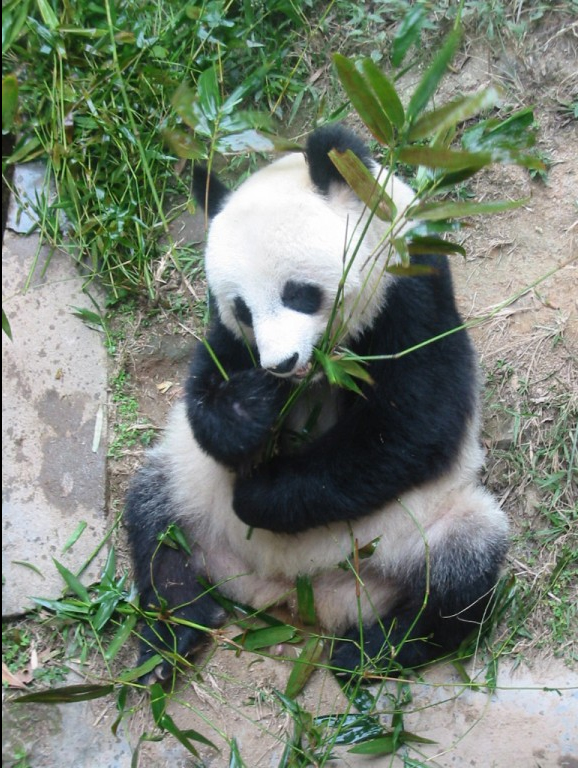 Animals_189