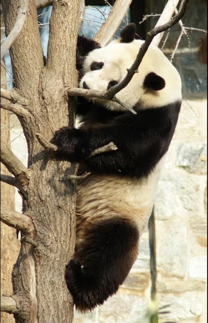 Animals_190
