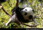 Animals_193