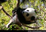 Animals_193