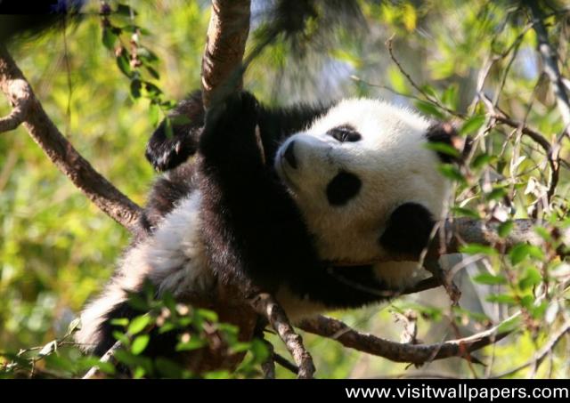 Animals_193