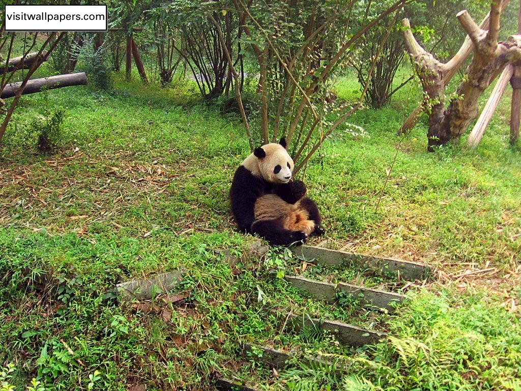 Animals_198