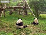 Animals_199