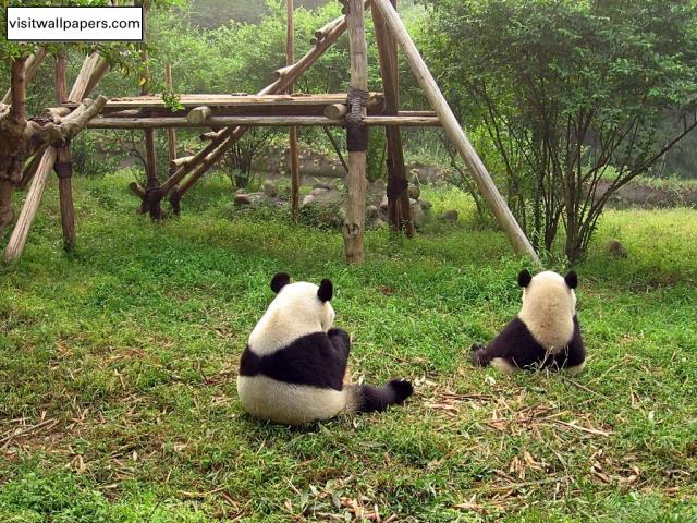 Animals_199