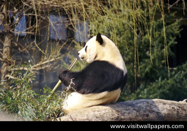Animals_201