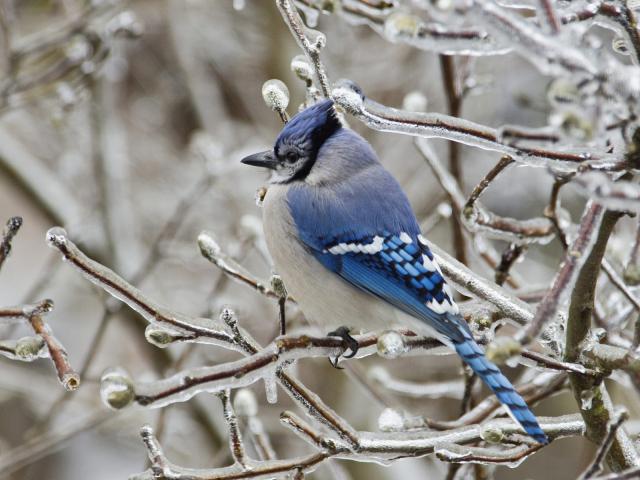 Birds_029