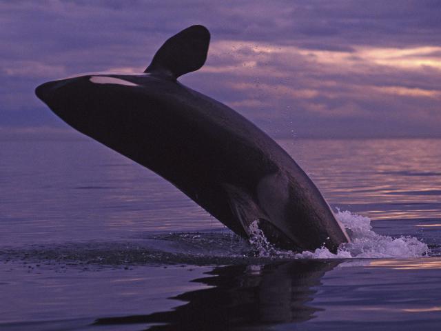 ocean-life-401