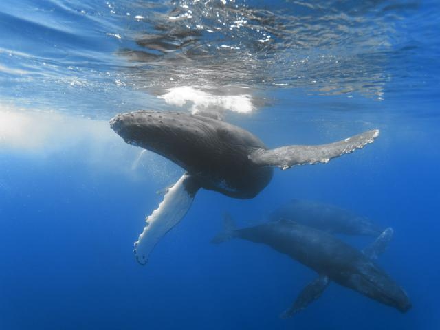 ocean-life-352