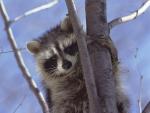 Animals_202