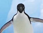 Animals_203