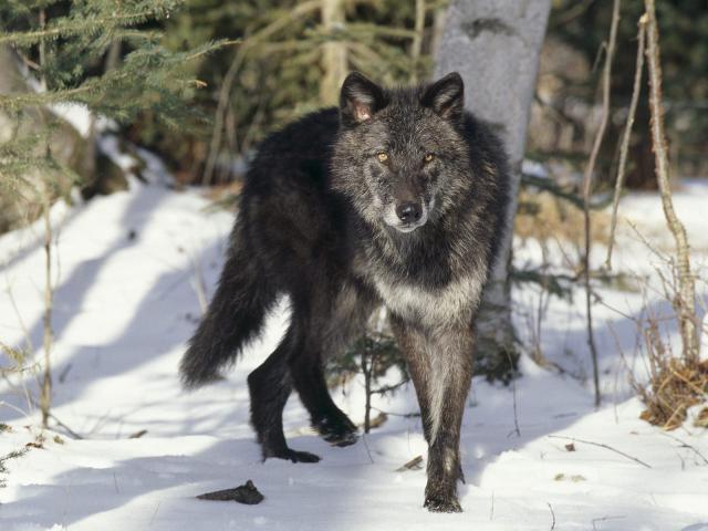 Animals_204