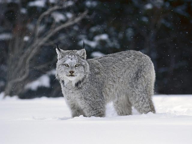 Animals_205