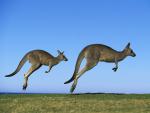 Animals_207