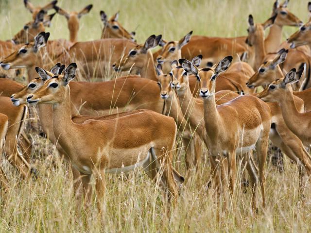 Animals_210